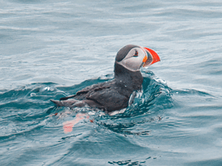 Húsavík: Small-Family Run, Responsible Whale Watching, photo 37