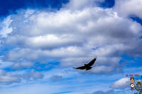 Miami's #1 Everglades Adventure: Airboat Ride, Gator Show, Park Entry & Free Transportation 9