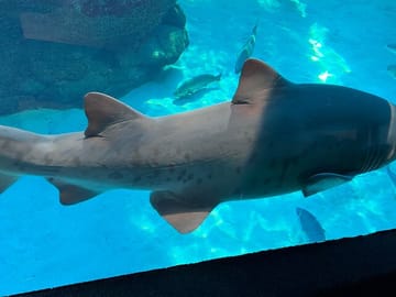 Robben Island and Two Oceans Aquarium Tour in Cape Town