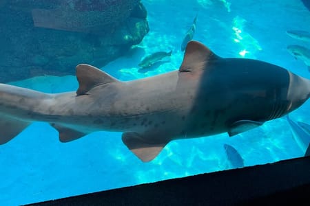 Robben Island & Aquarium Tour – Tickets & Transfers Included