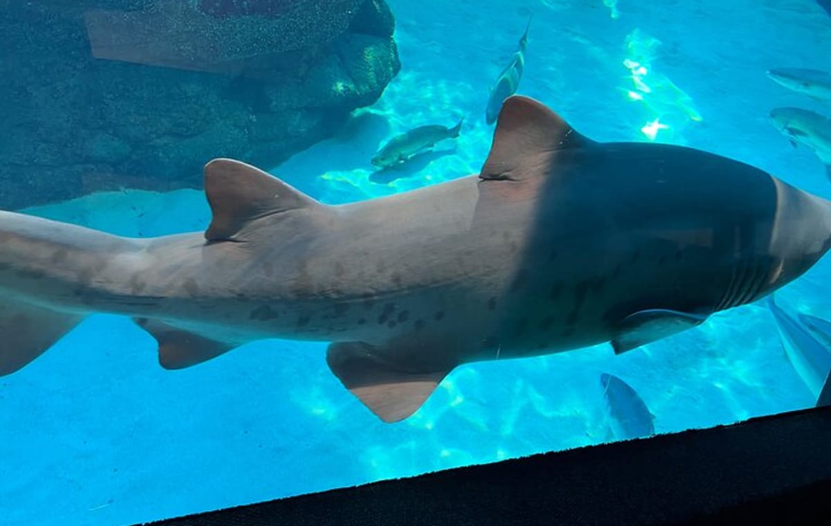 Robben Island & Aquarium Tour – Tickets & Transfers Included