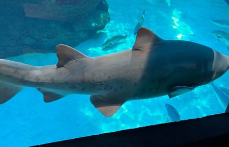 Robben Island and Two Oceans Aquarium Tour in Cape Town