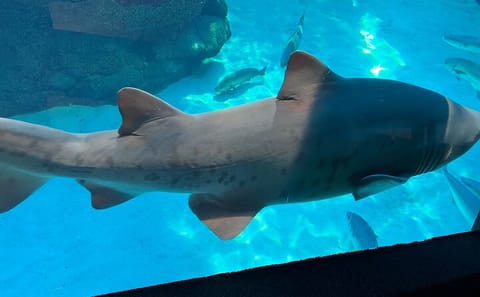 Robben Island and Two Oceans Aquarium Tour in Cape Town