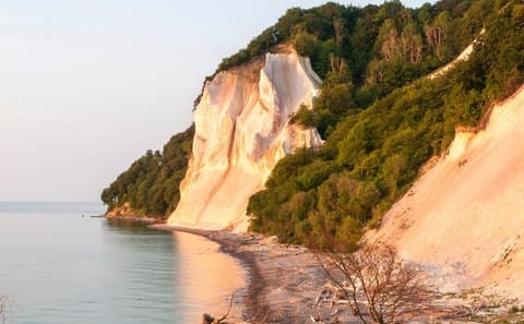Møns Klint and Forest Tower Day Tour from Copenhagen