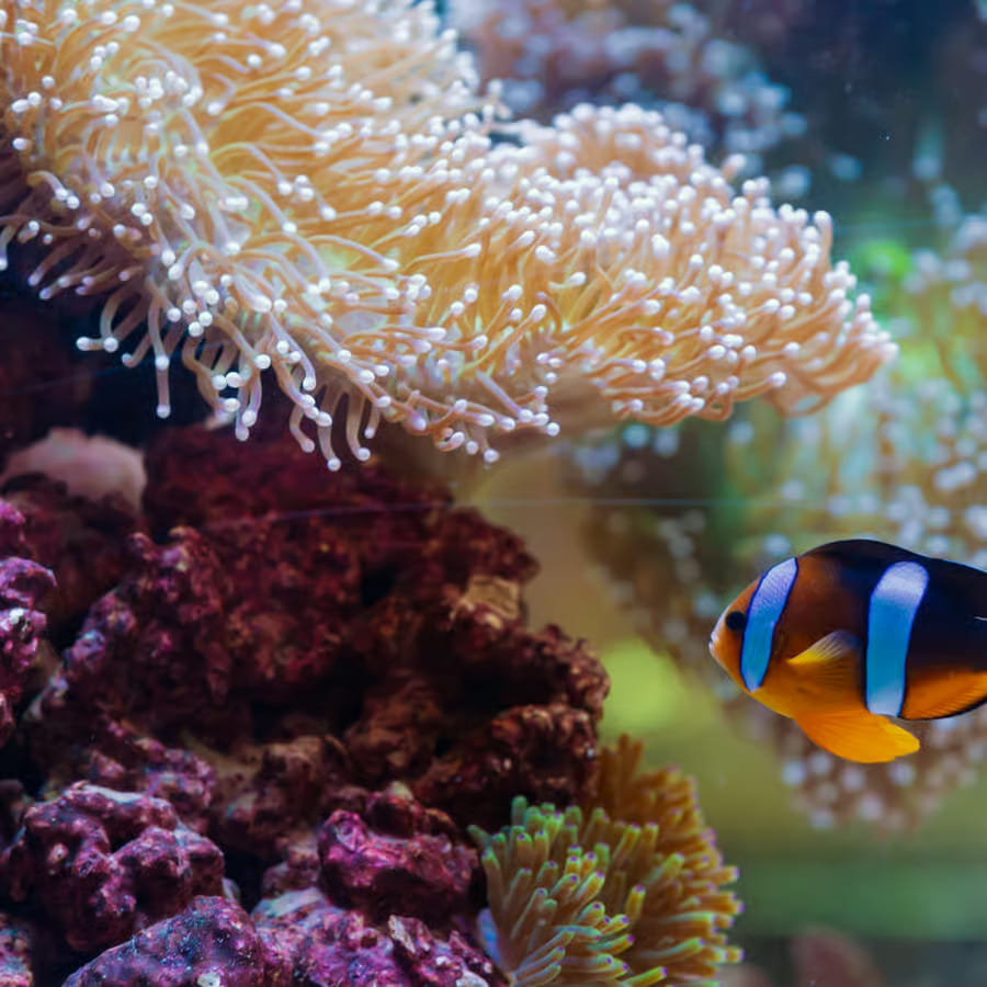 Abu Dhabi : The National Aquarium Aquatic Wonderland,