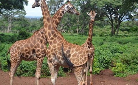 Nairobi National Park Wildlife Tour and Giraffe Centre Visit