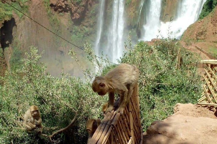 Ouzoud Falls Day Trip From Marrakech witOuzoud Falls Day Trip From Marrakechh a Lunch