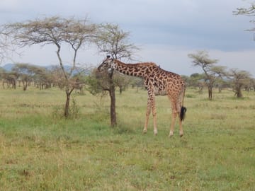 A day in Tarangire National Park
