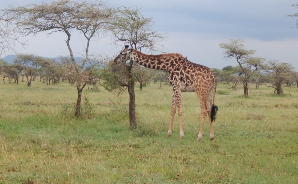 A day in Tarangire National Park