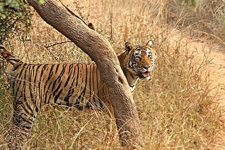 Ranthambore Wildlife Day Tour from Jaipur
