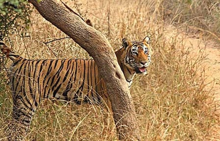 Ranthambore Wildlife Day Tour from Jaipur