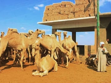 Private Tour: Birqash Camel Market Authentic Cairo Experienc