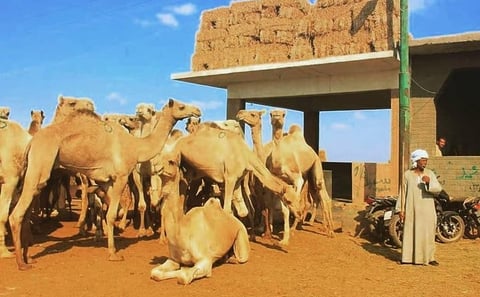 Private Tour: Birqash Camel Market Authentic Cairo Experienc