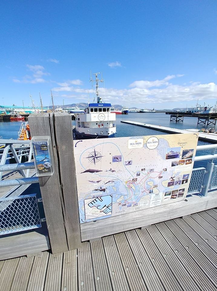 sea trips reykjavík - Whale watching - Downtown Reykjavík