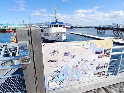 sea trips reykjavík - Whale watching - Downtown Reykjavík