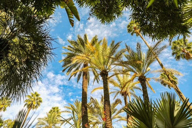 Special tour of photography in Palmeraie