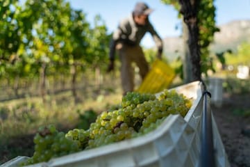 Cape Town Table Mountain, Kirstenbosch, and Constantia Tour