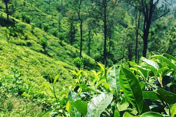 Spice Garden & Tea Factory Group Shore Excursion