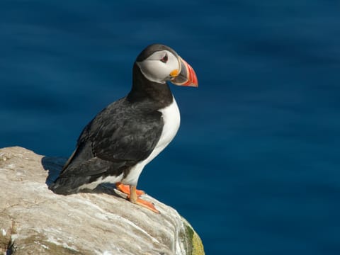 Whale Watching & Puffin Tour from Hauganes, photo 4