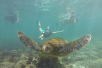 Galapagos fauna