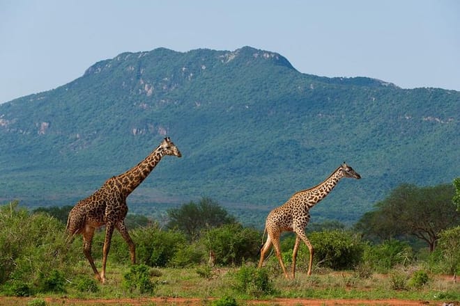Giraffes at Tsavo East