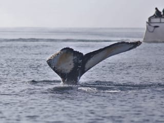 Whale tail above calm ocean waters during a Reykjavík boat tour