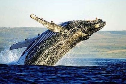 Hermanus Private Full-Day Tour: Whale Watching Adventure