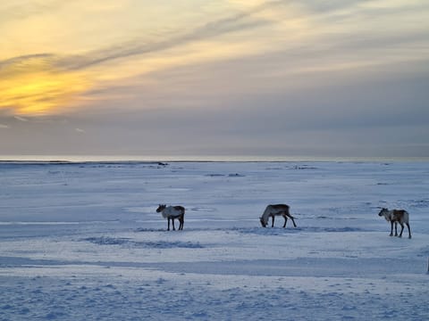 Jökulsárlón & Diamond Beach – A Tailored Private South Coast Experience for Families, photo 2