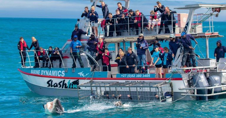 Five-star service aboard a custom-built shark diving vessel.