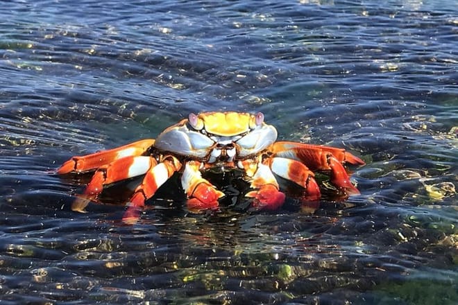 Galapagos Crab