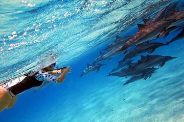 Full-Day Dolphin Swim and Snorkeling in Marsa Alam