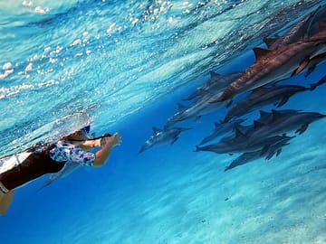Full-Day Dolphin Swim and Snorkeling in Marsa Alam