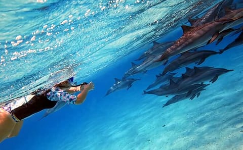 Full-Day Dolphin Swim and Snorkeling in Marsa Alam
