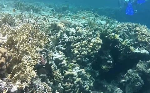 Private Snorkeling Tour at Ras Mohammed National Park, Sharm El Sheikh
