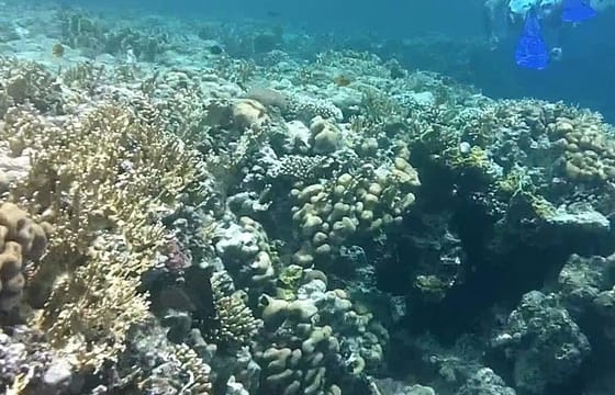 Private Day Tour of Ras Mohammed National Park with Snorkeling