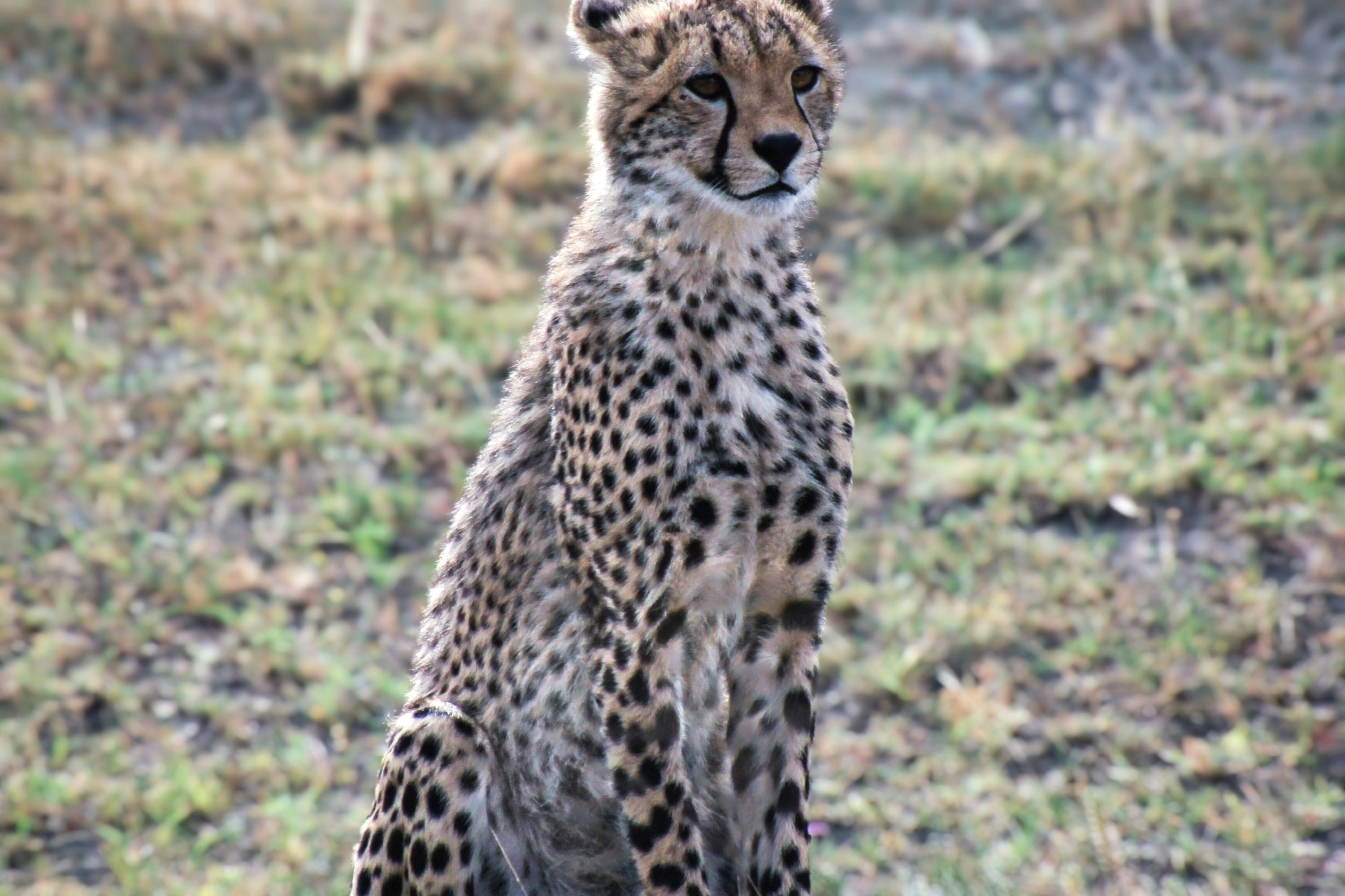 A cheetah sitting in the grass, showcasing its spotted coat in a Tanzanian national park.