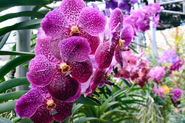 Private Nature Tour of Kuala Lumpur Bird and Butterfly Parks