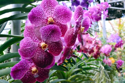 Private KL Bird Park, Butterfly Park and Garden Tour