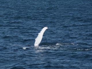 Seabird flying over the North Atlantic Ocean during a wildlife and whale watching experience from Reykjavík, Iceland.