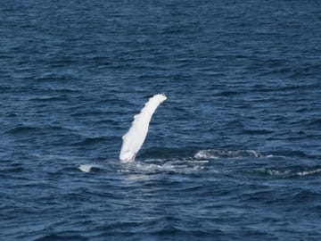 Whale Watching and FlyOver Experience in Reykjavík, Iceland