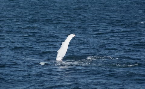 Whale Watching and FlyOver Experience in Reykjavík, Iceland
