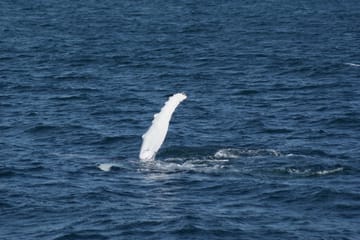 Whale Watching and FlyOver Experience in Reykjavík, Iceland
