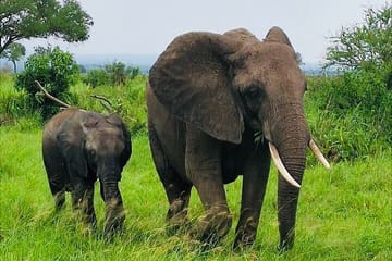 5 days Mikumi National Park and Nyerere National Park Adventure