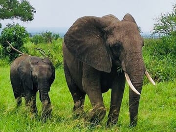 5-Day Safari Adventure in Mikumi and Nyerere National Parks