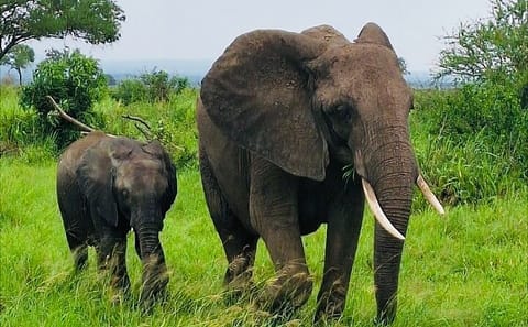 5-Day Safari Adventure in Mikumi and Nyerere National Parks