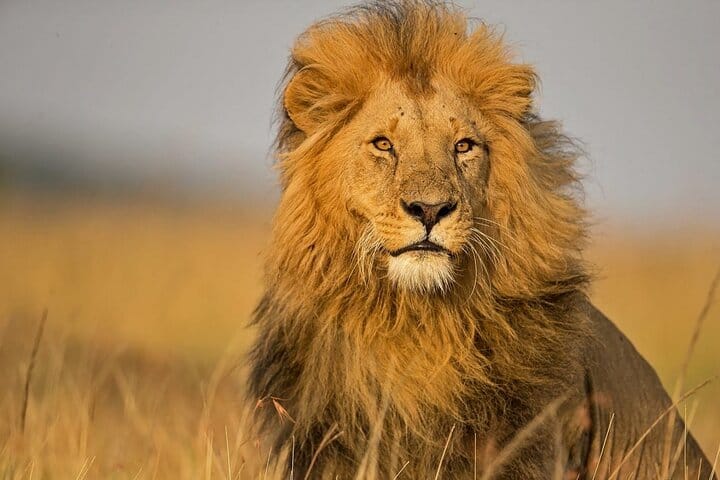 Northern Light minibus hunt to Abisko national park 7:30 pm