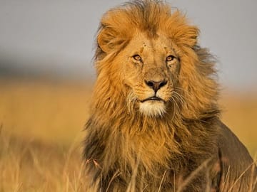 2 Days Masai Mara Group Safari in 4WD Jeep From Nairobi