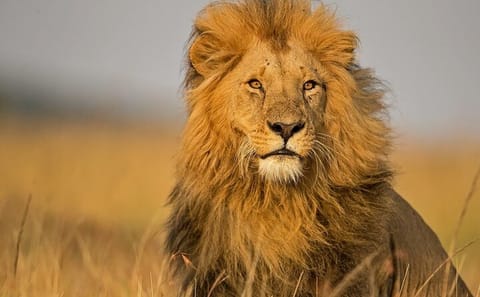 2 Days Masai Mara Group Safari in 4WD Jeep From Nairobi