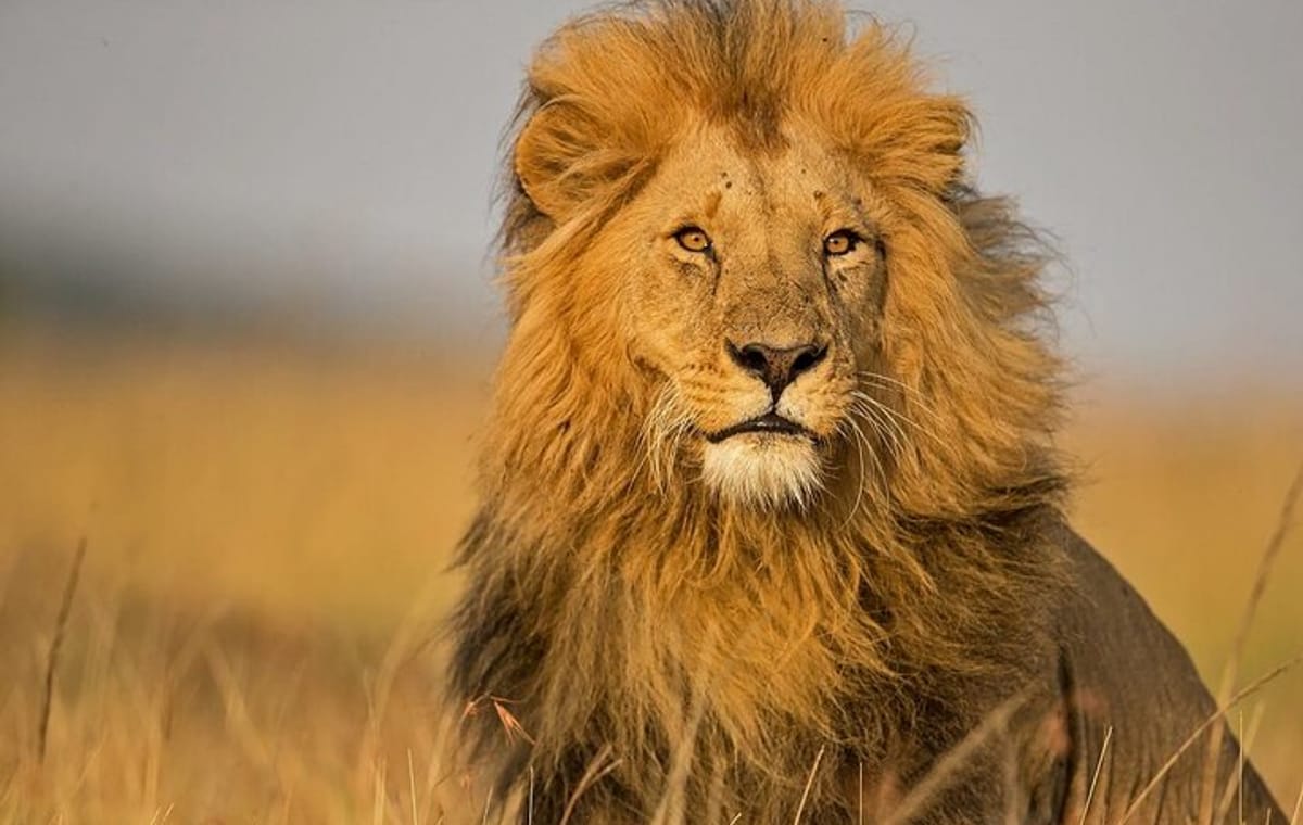 2 Days Masai Mara Private Safari in 4WD Jeep