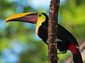 Manuel Antonio Morning Birdwatching